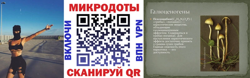 Псилоцибиновые грибы Psilocybe  где купить наркоту  Чехов 